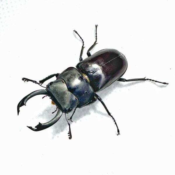 望月鍬形蟲 ♂33mm 成對