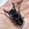 皇家大黑豔鍬形蟲♂65mm 成對
