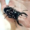 皇家大黑豔鍬形蟲（漆赤）♂70mm 成對