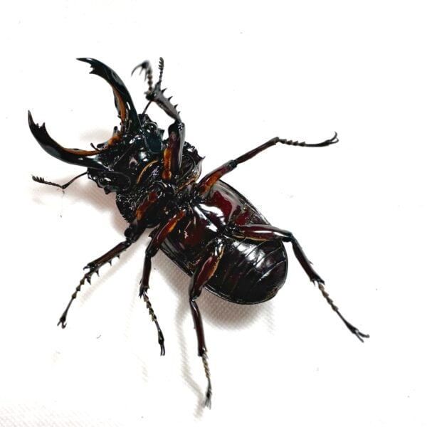 皇家大黑豔鍬形蟲（漆赤）♂70mm 成對