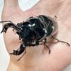 非洲大黑豔鍬形蟲 ♂73+mm 成對