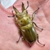 莫瑟里黃金鍬形蟲 ♂50mm 成對