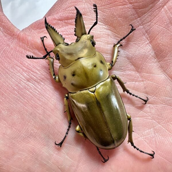 莫瑟里黃金鍬形蟲 ♂50mm 成對