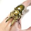 莫瑟里黃金鍬形蟲 ♂58mm 成對