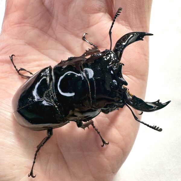 皇家大黑豔鍬形蟲♂69mm 成對