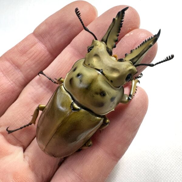 莫瑟里黃金鍬形蟲 ♂59mm 成對