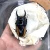 所羅門鋸鍬形蟲 59mm 成對