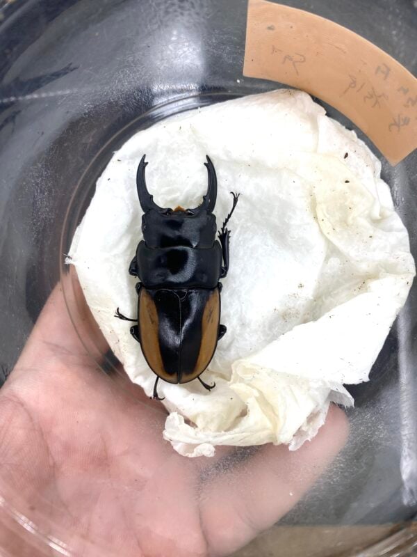 所羅門鋸鍬形蟲 59mm 成對