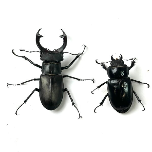 阿卡巴深山鍬形蟲 LCA（野生第二代）♂74mm 成對