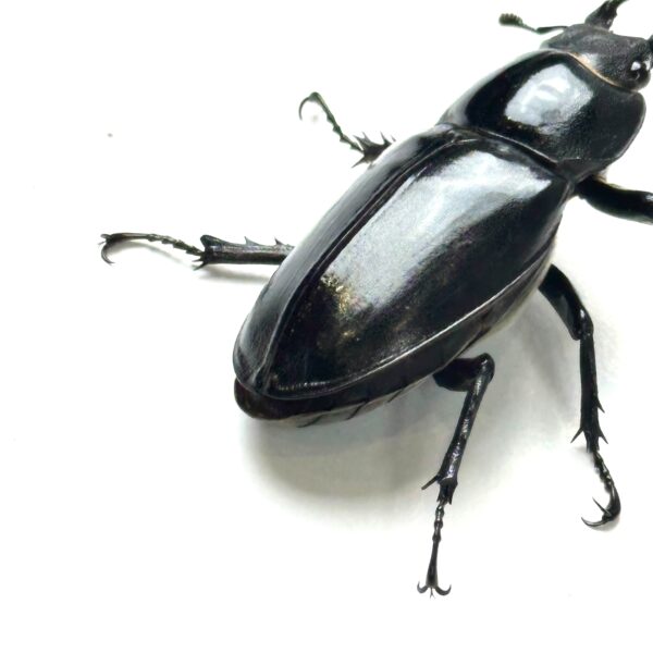 阿卡巴深山鍬形蟲 LCA（野生第二代）♂74mm 成對