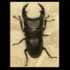 中國大鍬形蟲 ♂all size 單公A組