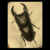 中國大鍬形蟲 ♂69mm 單公
