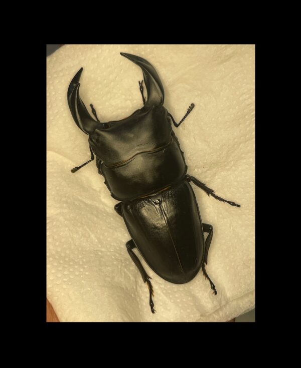 中國大鍬形蟲 ♂69mm 單公