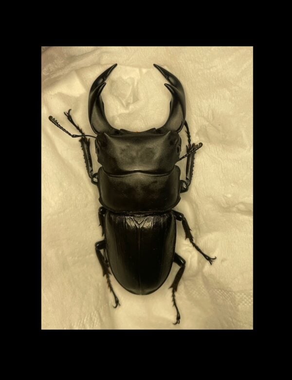 中國大鍬形蟲 ♂70mm 單公
