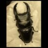 中國大鍬形蟲 ♂66mm 單公
