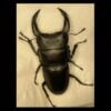 中國大鍬形蟲 ♂70mm 單公