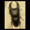 中國大鍬形蟲 ♂69mm 單公