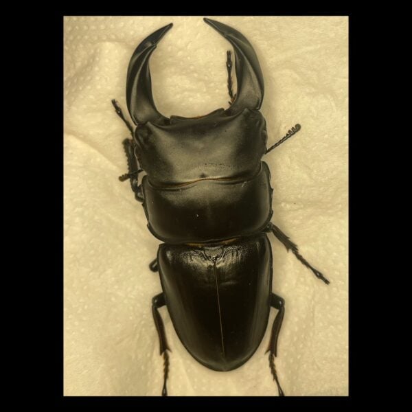 中國大鍬形蟲 ♂69mm 單公