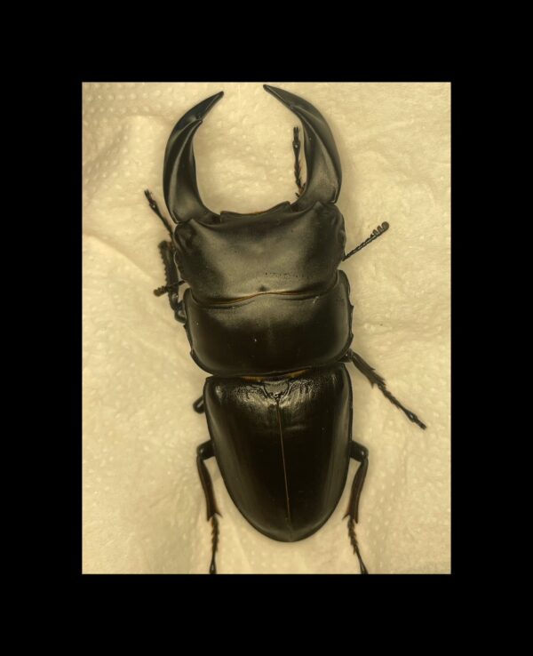 中國大鍬形蟲 ♂69mm 單公