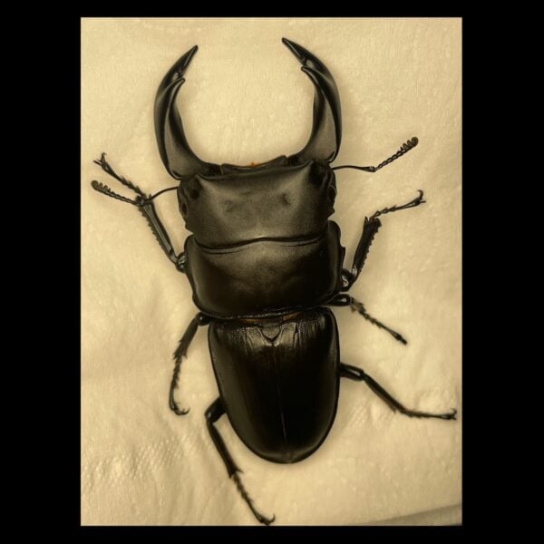 中國大鍬形蟲 ♂70mm 單公