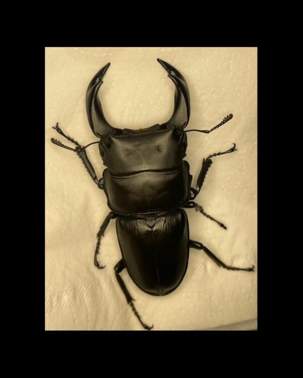 中國大鍬形蟲 ♂70mm 單公
