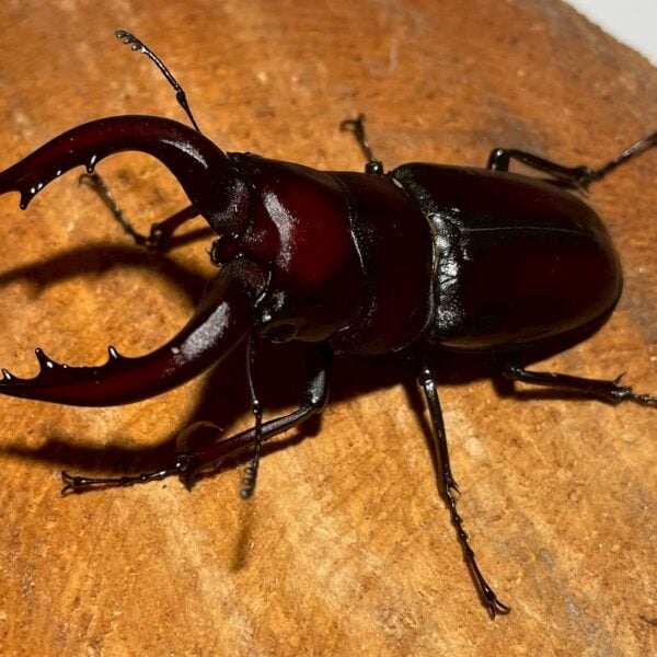高砂鋸鍬形蟲 (和美產，親代68mm) ♂62mm+ 成對