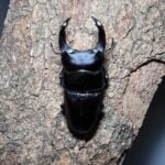 中國大鍬形蟲 (北峰產) ♂71mm 成對