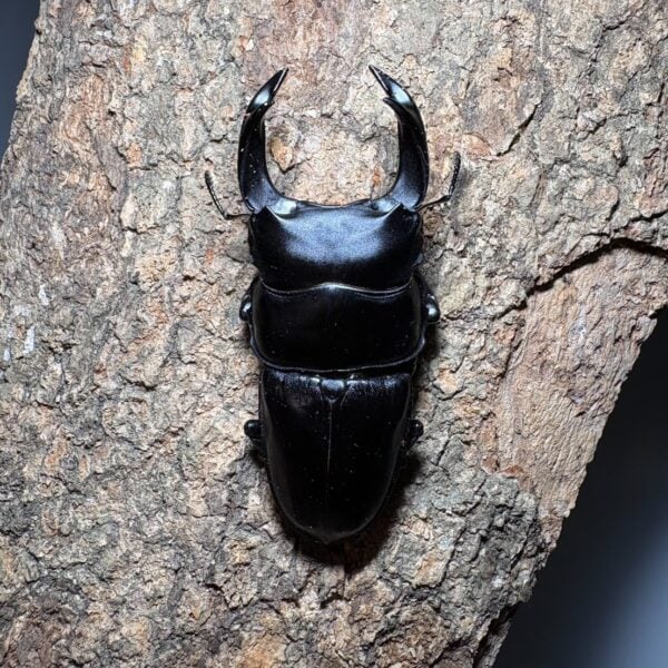 中國大鍬形蟲 (北峰產) ♂71mm 成對