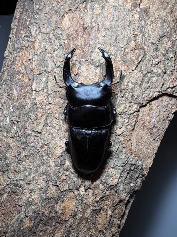 中國大鍬形蟲 (北峰產) ♂71mm 成對