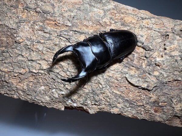 中國大鍬形蟲 (北峰產) ♂71mm 成對