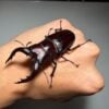 高砂鋸鍬形蟲 (和美產，親代68mm) ♂66mm 成對
