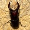 高砂鋸鍬形蟲 (和美產，親代68mm) ♂64mm 單公