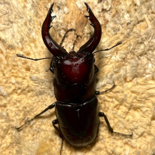 高砂鋸鍬形蟲 (和美產，親代68mm) ♂64mm 單公