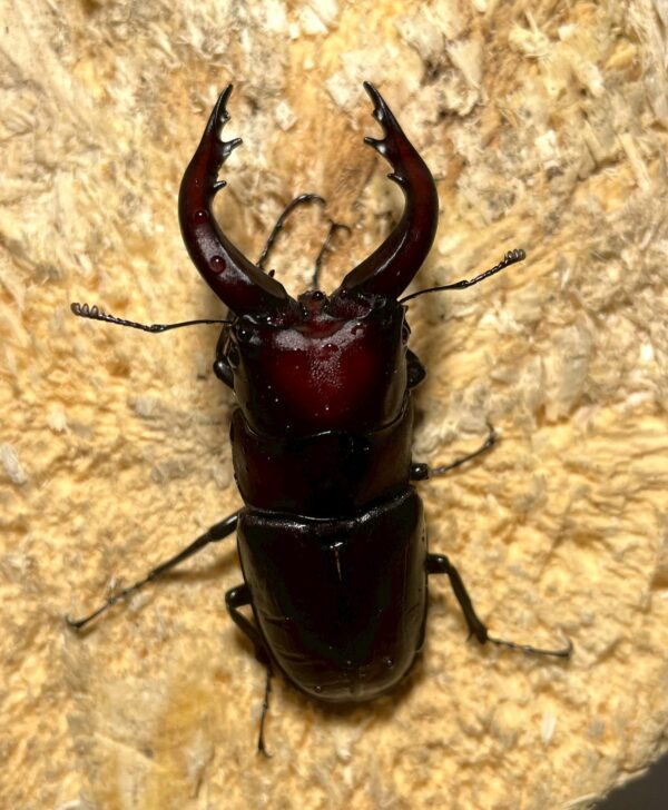 高砂鋸鍬形蟲 (和美產，親代68mm) ♂64mm 單公