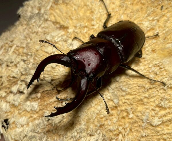 高砂鋸鍬形蟲 (和美產，親代68mm) ♂64mm 單公