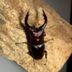 高砂鋸鍬形蟲 (名間產，親代66mm) ♂63mm 單公