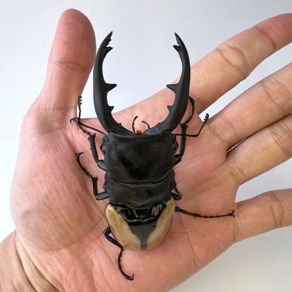 霸王鬼豔鍬形蟲 ♂96mm 成對 限定下單