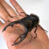 霸王鬼豔鍬形蟲 ♂96mm 成對 限定下單