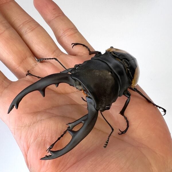 霸王鬼豔鍬形蟲 ♂96mm 成對 限定下單