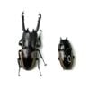 野牛鋸鍬形蟲 ♂64mm 成對