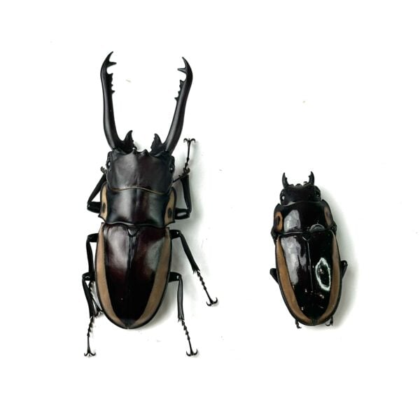 野牛鋸鍬形蟲 ♂64mm 成對