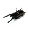 野牛鋸鍬形蟲 ♂64mm 成對