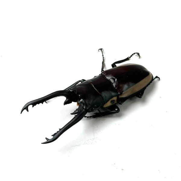 野牛鋸鍬形蟲 ♂64mm 成對