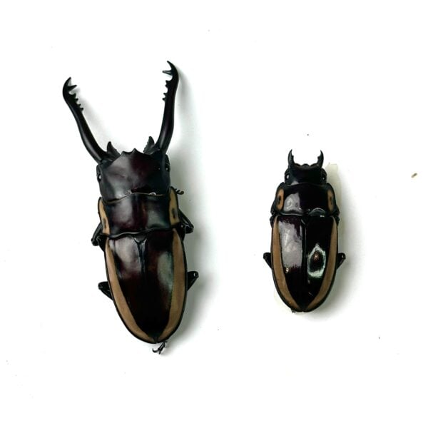 野牛鋸鍬形蟲 ♂69mm 成對
