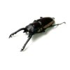 野牛鋸鍬形蟲 ♂69mm 成對