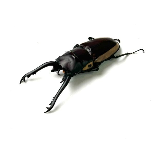 野牛鋸鍬形蟲 ♂69mm 成對