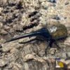 長戟大兜蟲DHH 親代♂ 157mm ♀ 70mm L1-L2三隻一組 B組