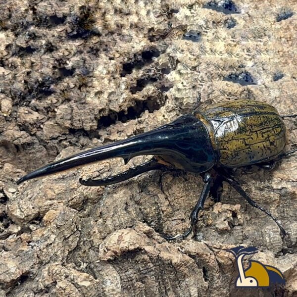 長戟大兜蟲DHH 親代♂ 157mm ♀ 70mm L1-L2三隻一組 C組