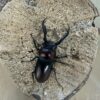雲頂大鹿角 ♂75mm 成對