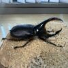 撒旦大兜蟲 ♂94mm 成對